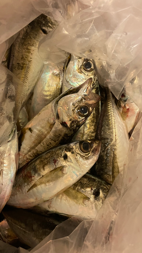 マルイカ竿にて