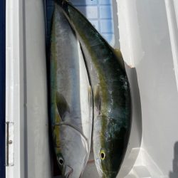 明石海峡　イカで青物ノマセ