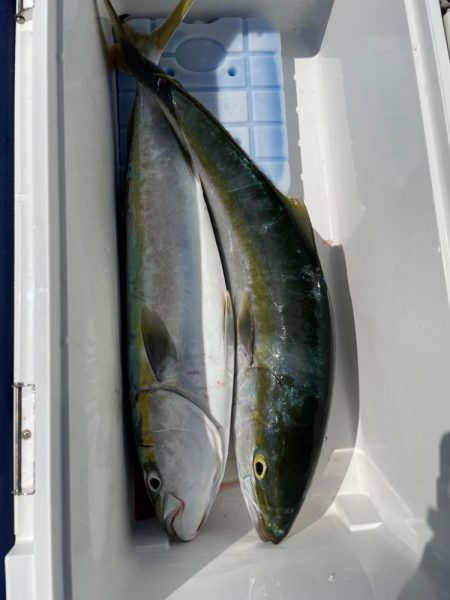 明石海峡　イカで青物ノマセ