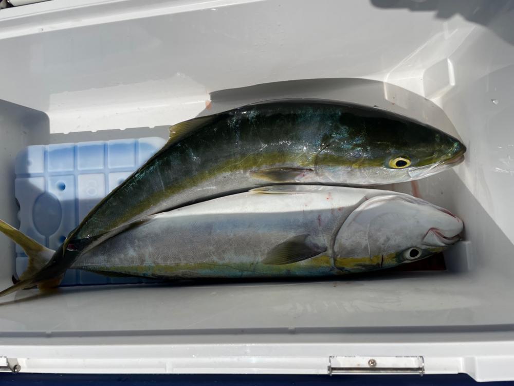 明石海峡　イカで青物ノマセ