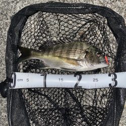 アジング？チニング？