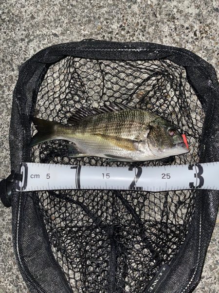 アジング？チニング？