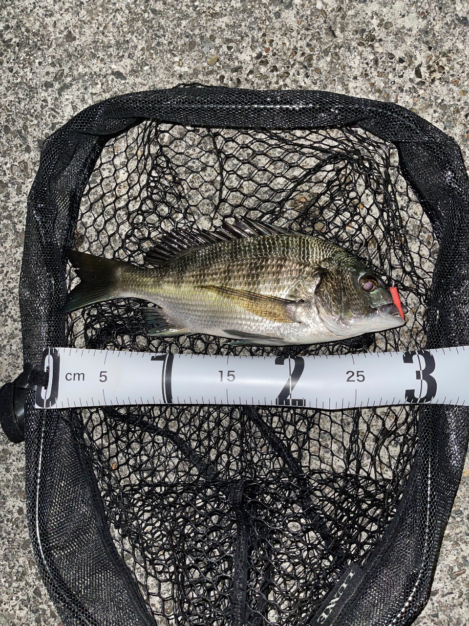 アジング？チニング？