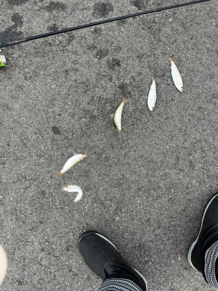 三重県、小物5目