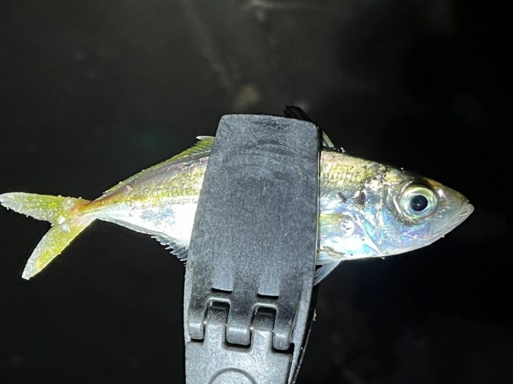 おにゅーなロッドで出撃!!