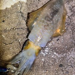 久しぶりにナイトエギング！