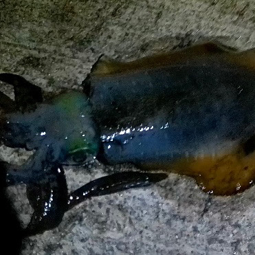 隠岐秋イカエギング！！