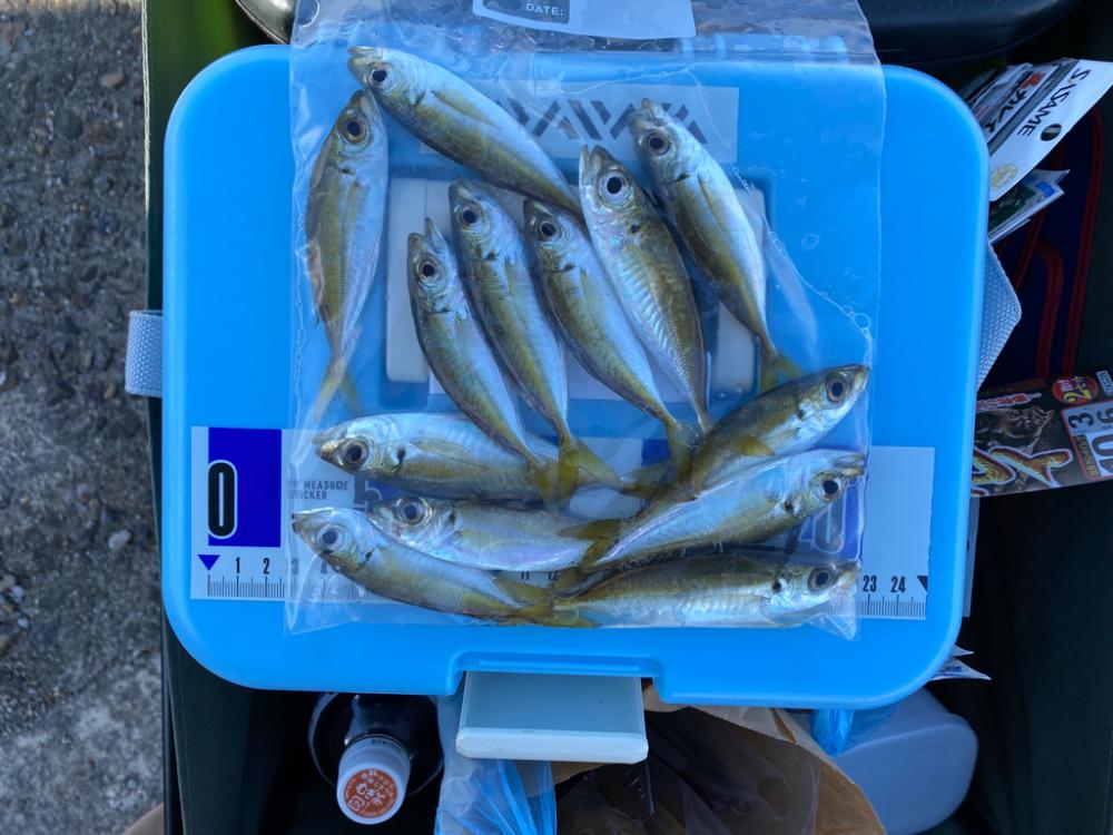 落ちギス、カレイ釣り