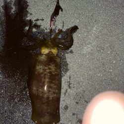 良型確保ーー♪