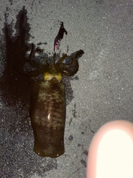 良型確保ーー♪