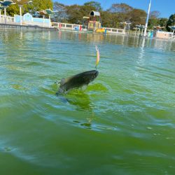 エリアトラウト楽し過ぎ