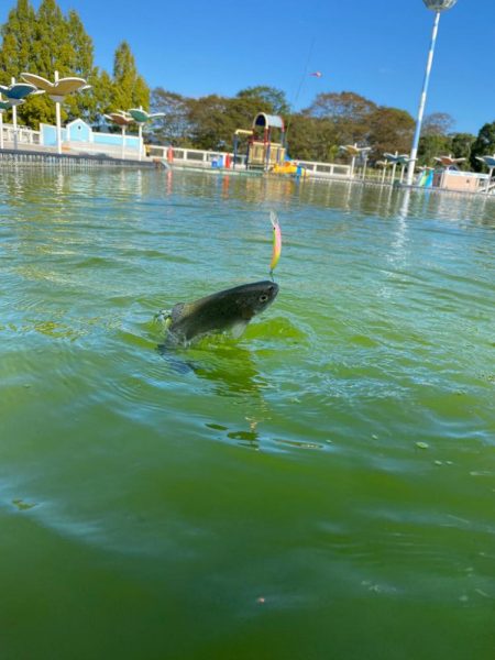 エリアトラウト楽し過ぎ