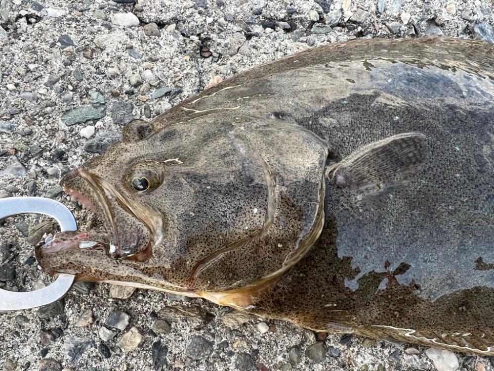 ふらふらフラットフィッシュ！！