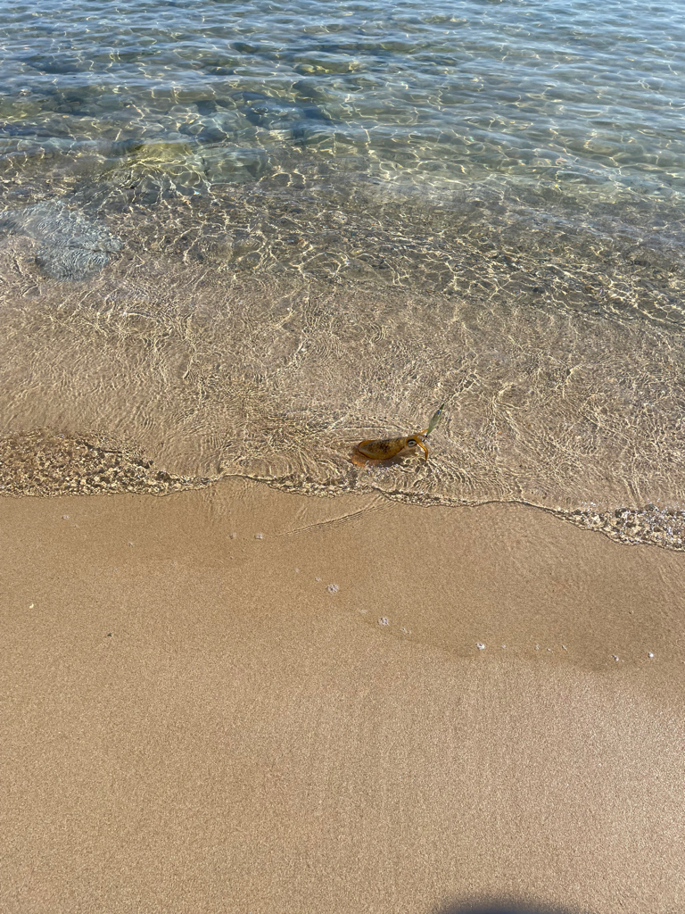 朝のキモはシャロー
