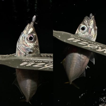 気難しいお豆ちゃん