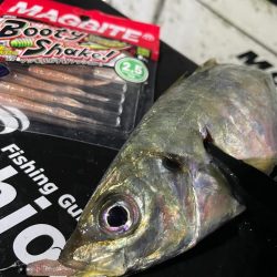 ボートアジング！