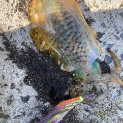 秋の隠岐エギング！