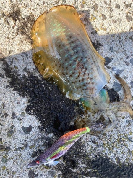 秋の隠岐エギング！