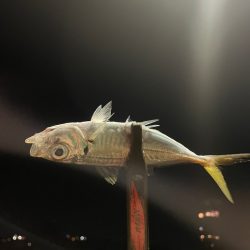 久しぶりのホームグラウンド