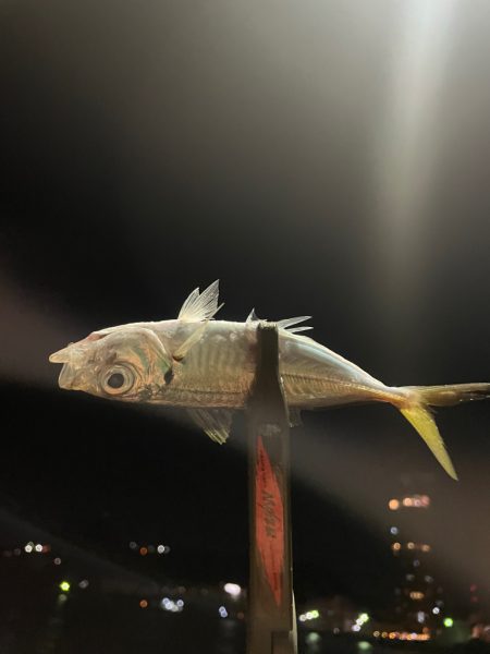 久しぶりのホームグラウンド