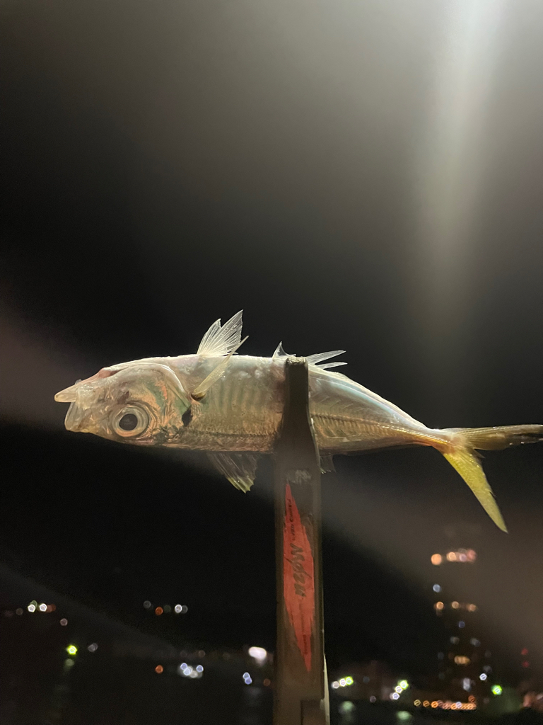 久しぶりのホームグラウンド