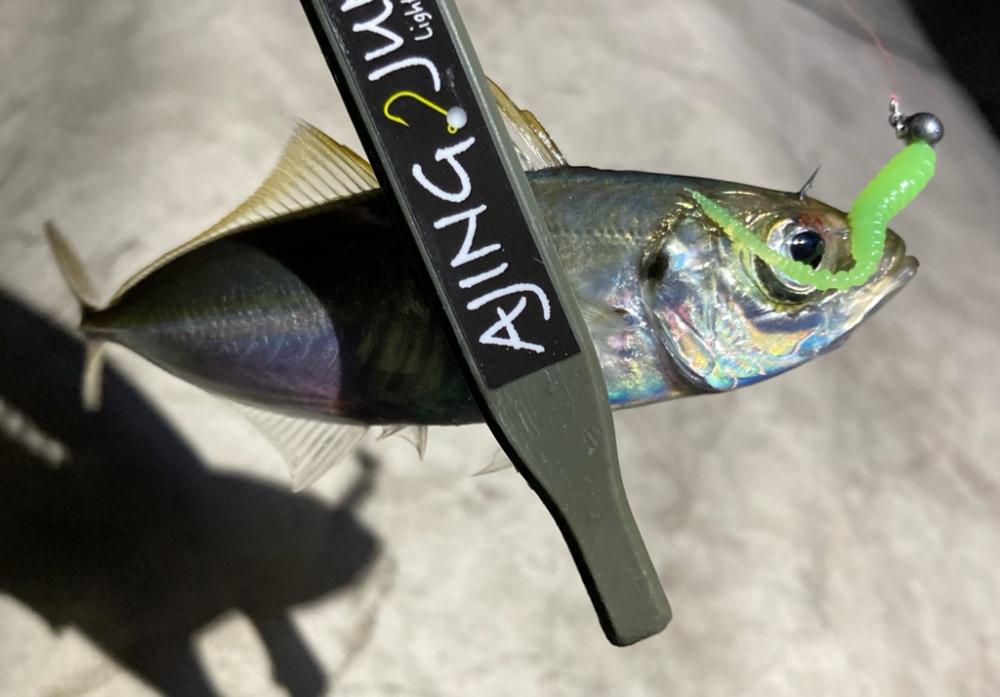 中アジ探しで、豆アジ釣り。