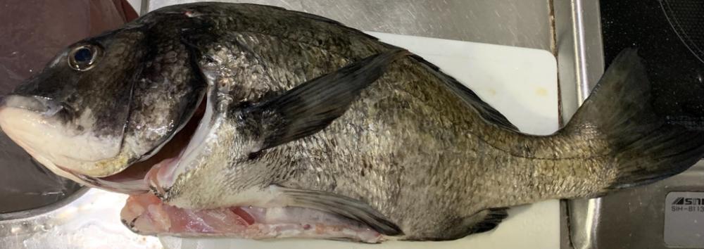 南港の奇妙なショアジギ