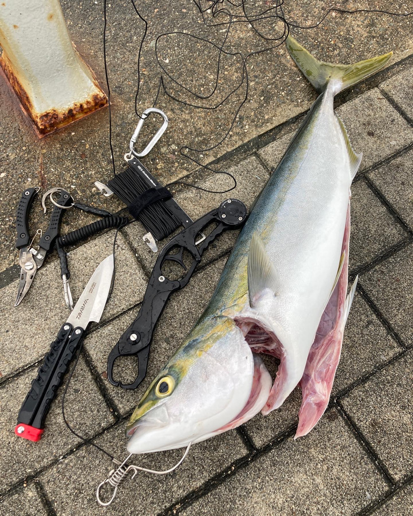 がら空き湾奥コスモ潮ユルユル。ギリメジロ２本。。