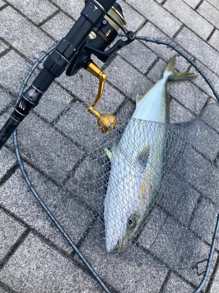 湾奥コスモ。ギリメジロ2本。。