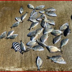 久しぶりのハネ