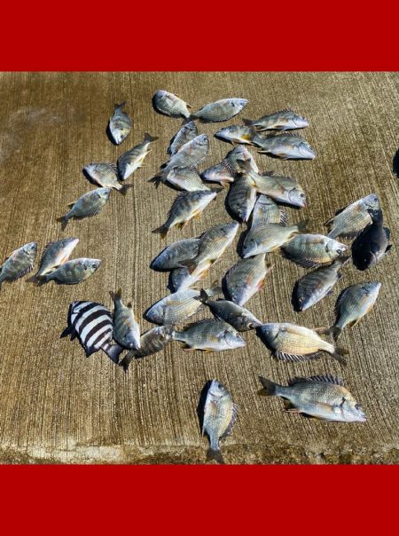 久しぶりのハネ