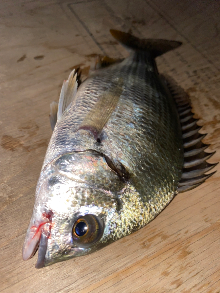 ヘチってきました