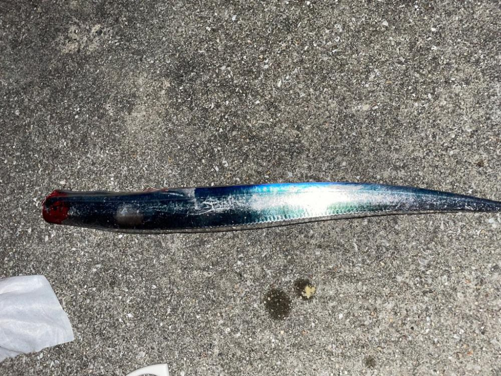 太刀魚釣りは楽しい。