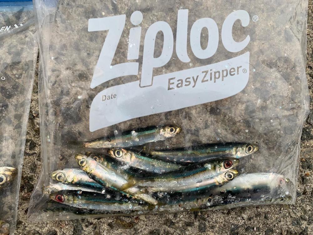 小アジでノマセ釣り