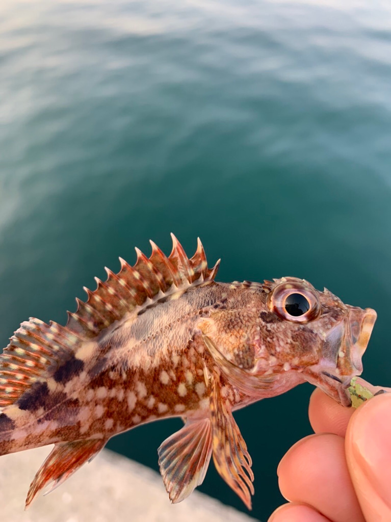 紀南のモンスターと五目釣り