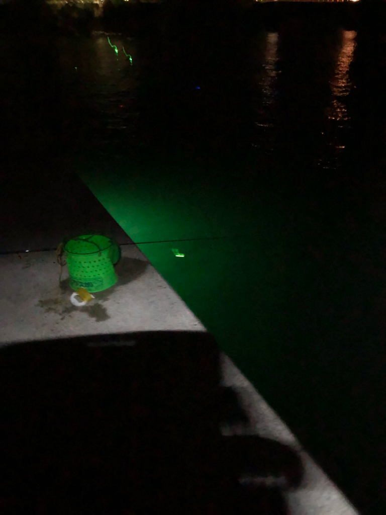 淡路の初秋のタチウオの引き堪能しました！