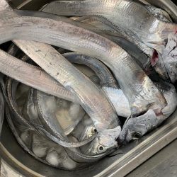 暴風でタチウオ爆釣