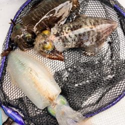 イカとハゲ釣り