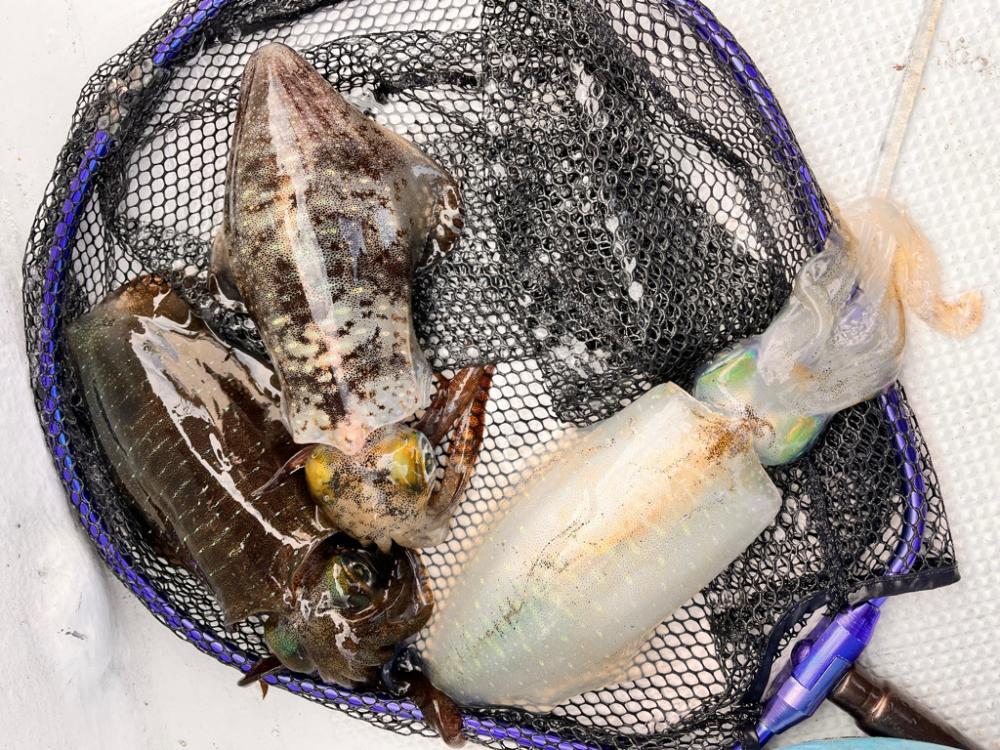 イカとハゲ釣り