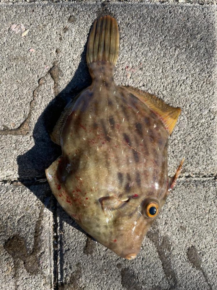 タチウオ釣り カワハギ釣り