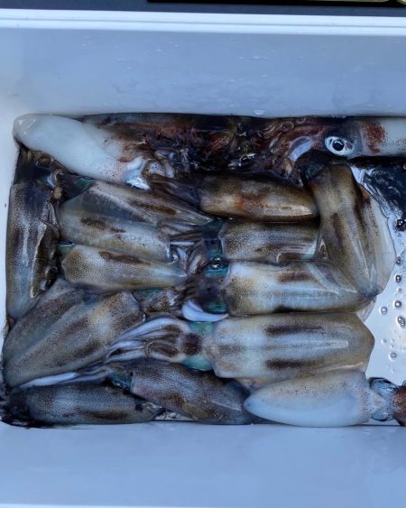 ナイトティップランでアオリイカ