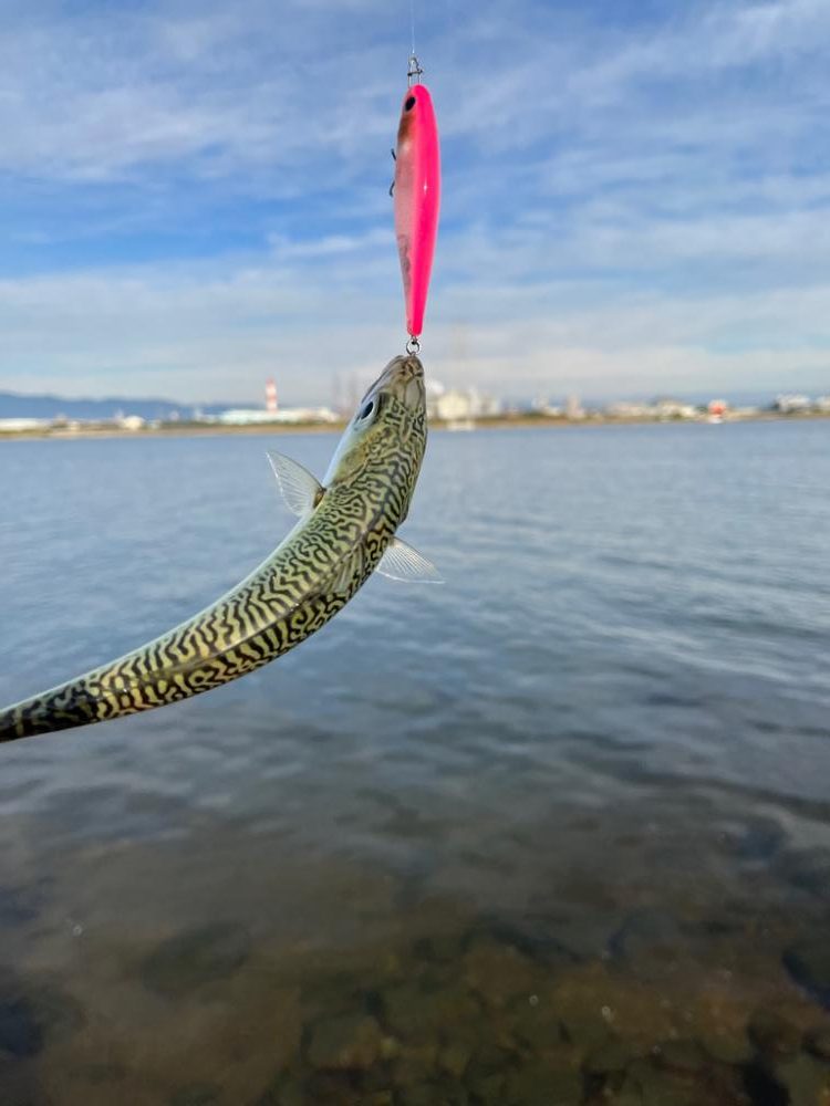 チヌトップのはずが…