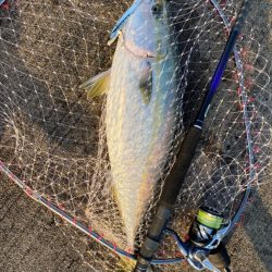 大阪湾奥LSJ メジロ回遊