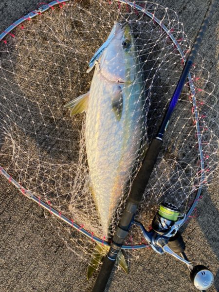 大阪湾奥LSJ メジロ回遊