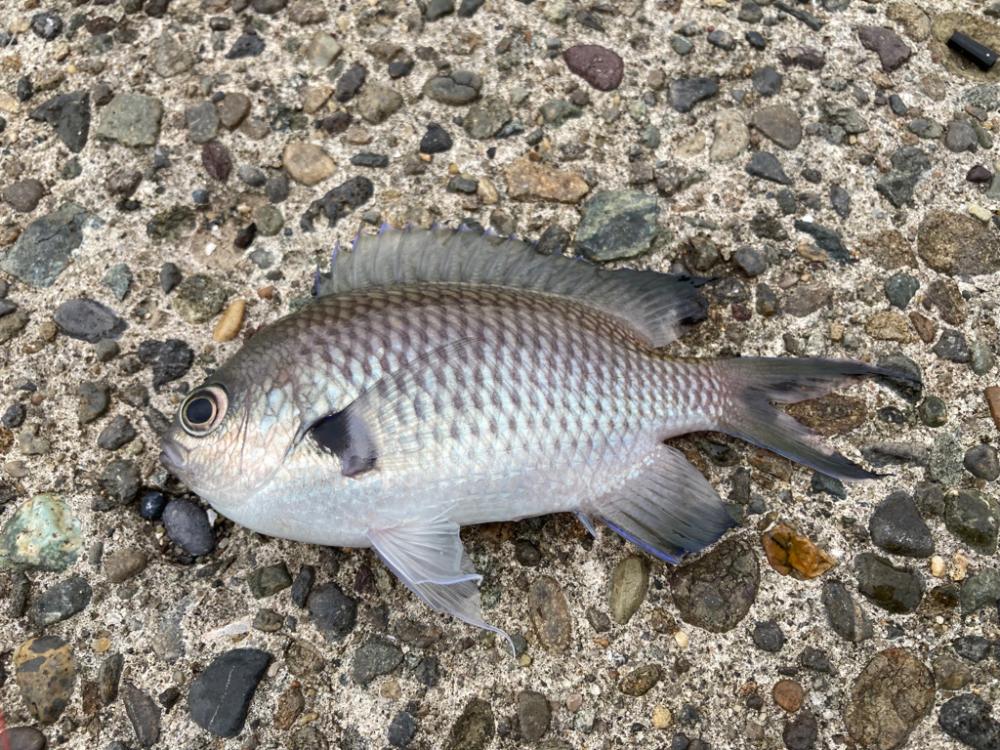 やった！カワハギ釣れた(^^)v