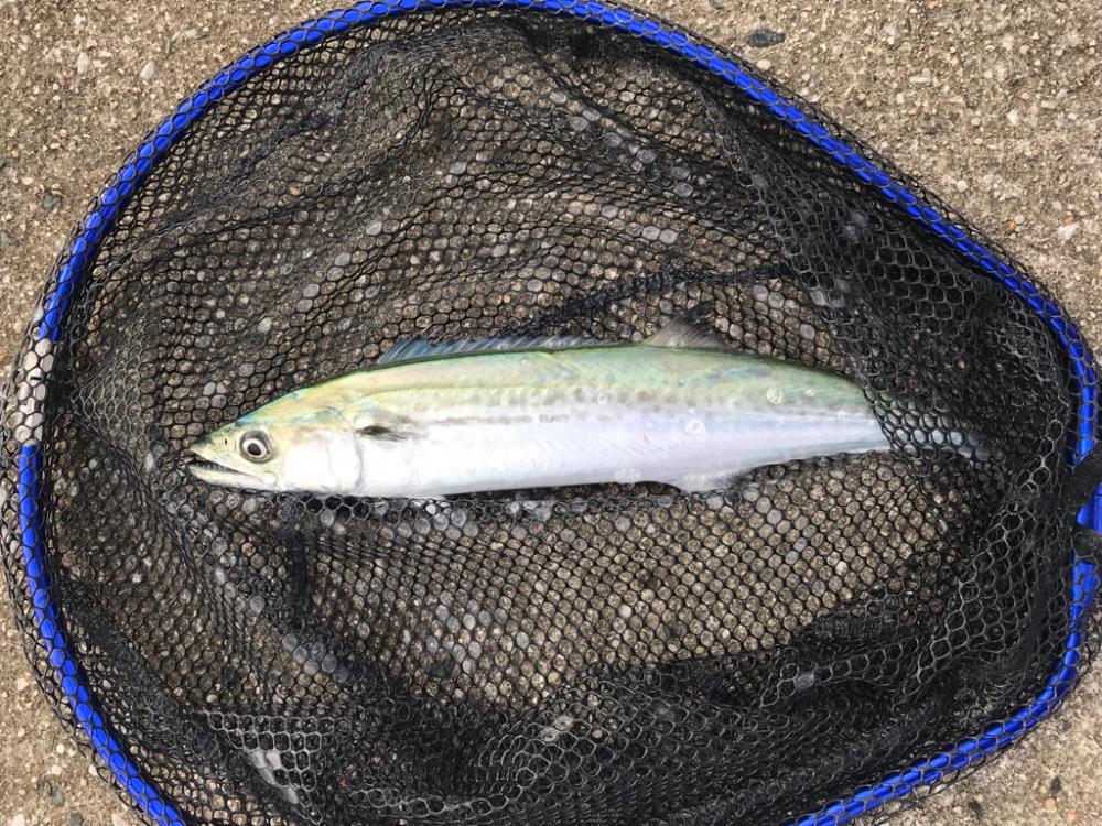 早朝尺鯵狙い….