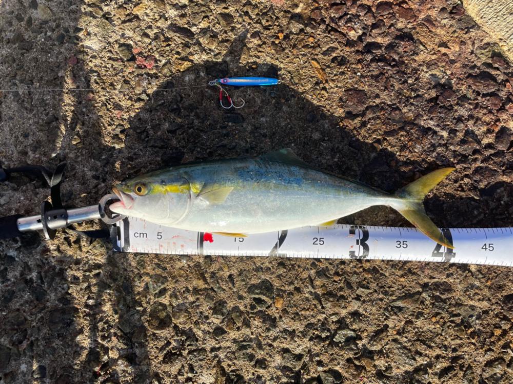 南港ショアジギング