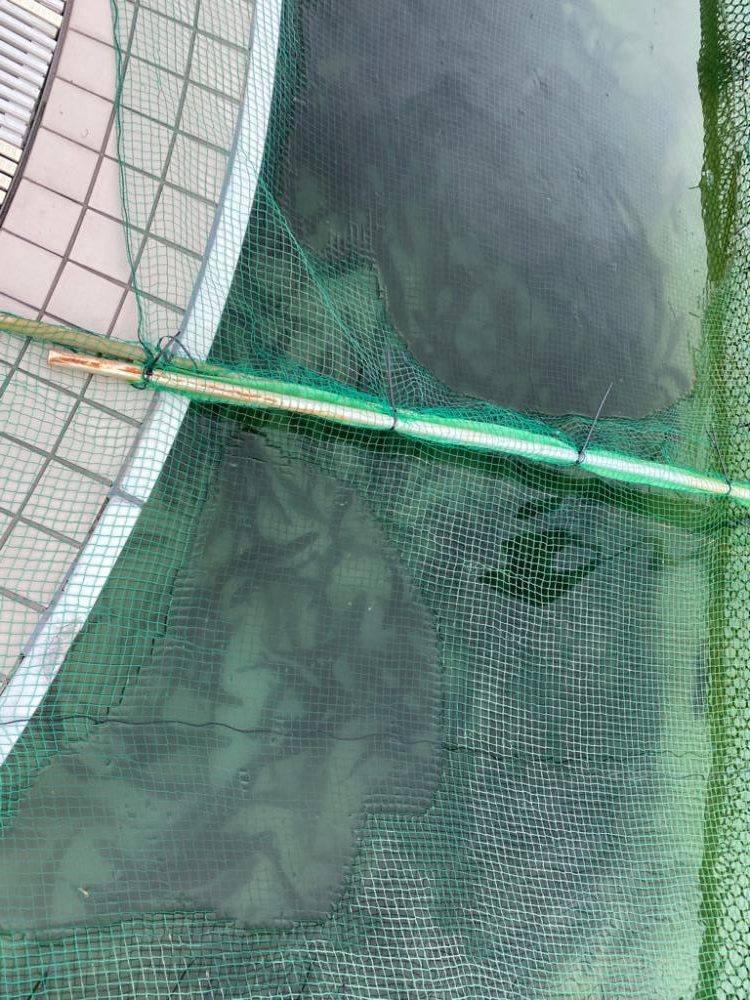 エリアトラウト　かめプー