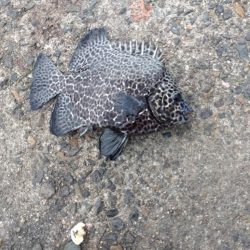 青物回ってきてました