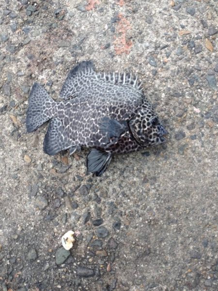 青物回ってきてました